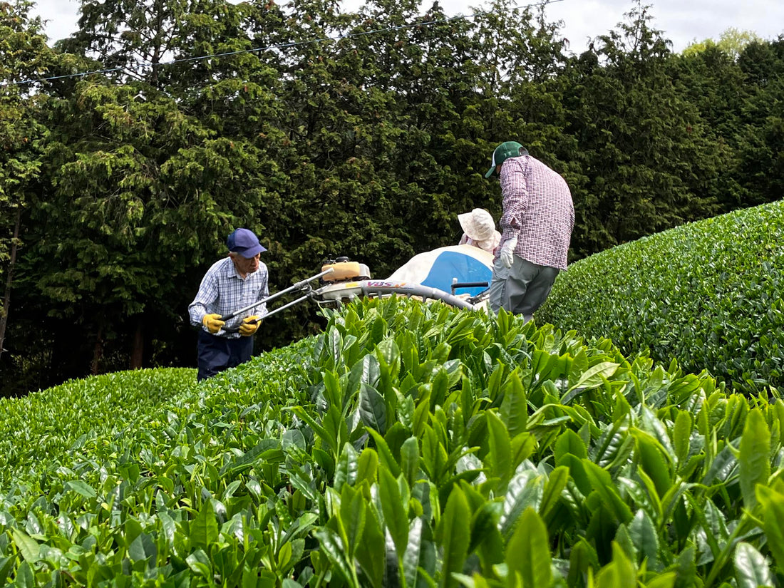 Traditional Japanese matcha tea gardens in Uji, Kyoto with rolling green hills