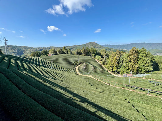 What Are the Benefits of Matcha - The Definitive Answer