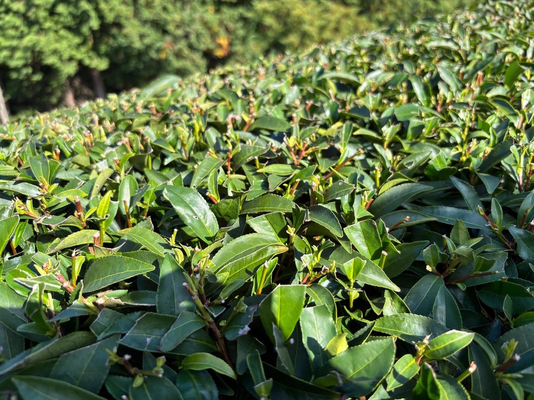 What is First Flush Matcha and Why Does It Matter?