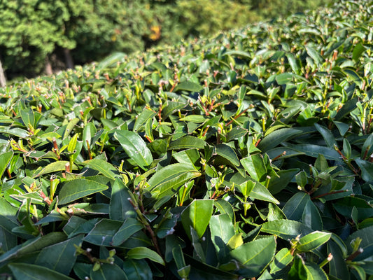 What is First Flush Matcha and Why Does It Matter?